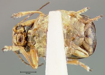 Media type: image;   Entomology 24988 Aspect: habitus ventral view
